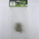 ProRep Airplant Med. Ionantha rubra