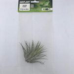 ProRep Airplant Medium Ionantha scaposa