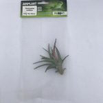 ProRep Airplant Med Brachycaulos multiflora