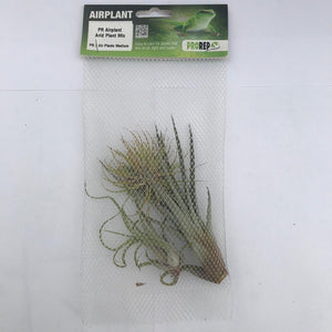 ProRep Airplant Arid Plant Mix (3 medium plants)