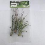 Pro Rep Airplant Jungle Plant Mix (3 medium plants)