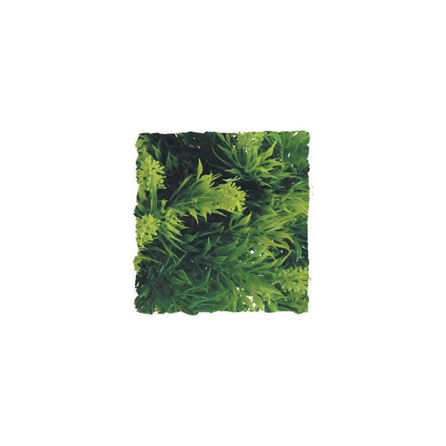 Zoo Med Malaysian Fern, Medium